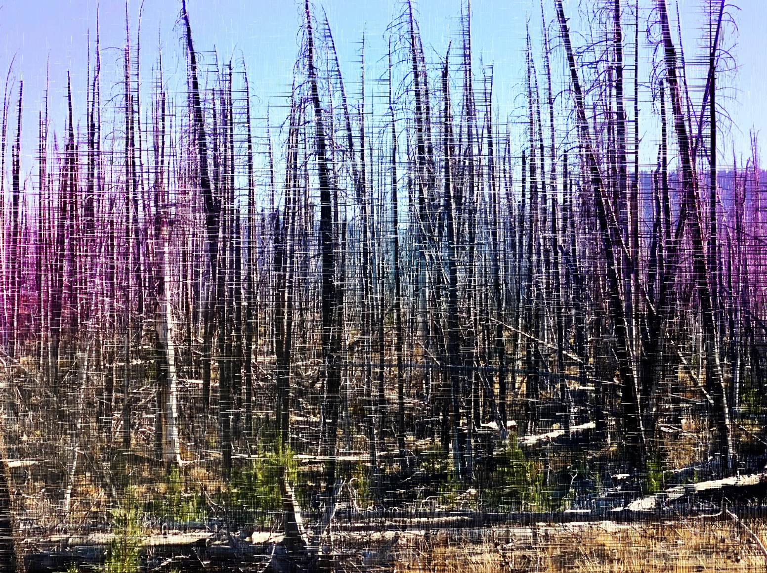 ghost pines glitch psilocybin